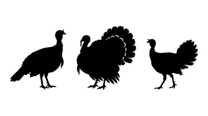 Fototapeta premium Thanksgiving turkey silhouette collection isolated on white background for autumn harvest greeting cards editable eps