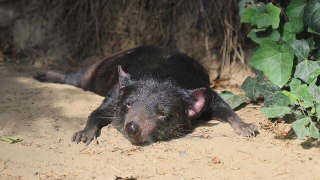 Tasmanian devil (Sarcophilus harrisii), adult, lying down, sniffing, tired, Australia