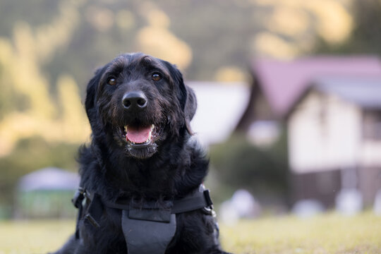 秋の公園でカメラ目線のかわいいふさふさの大型犬