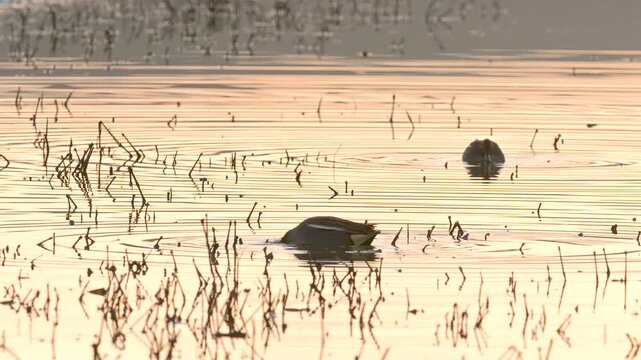 Eurasian Teal, Anas crecca, birds in spring courtship on marshes