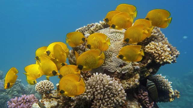 Reef with masked butterflyfish (Chaetodon semilarvatus) in clear blue water, surrounded by colourful corals, Mangrove Bay, El Quesier, Egypt