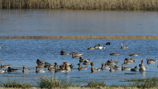 Eurasian Wigeon, Mareca penelope, birds in flight over winter marshes