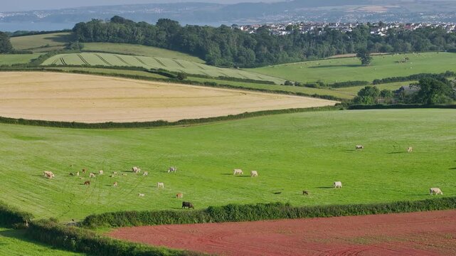 Cows on Devon Fields over Torquay from a drone, English Village, England, United Kingdom