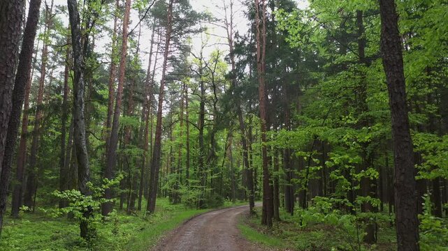 Drone flight along a forest road in a mixed forest, path, trees, deciduous trees, forestry, summer, Eastern Styrian hills, Styria, Austria