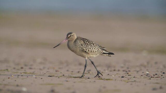 Black-tailed Godwit, Limosa limosa, bird on sand, Devon, England, United Kingdom