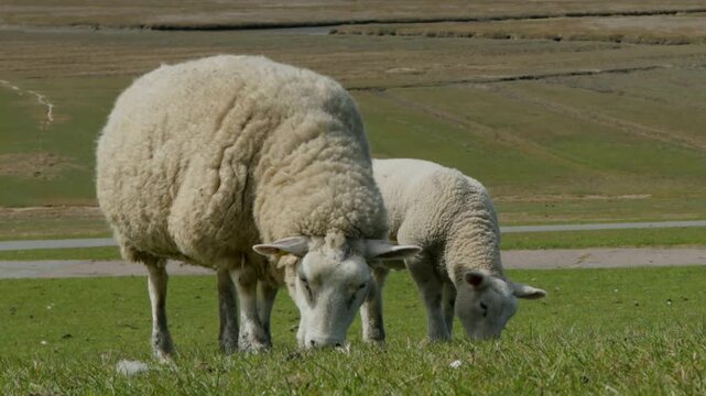 Zoom, zoom out, ewe and lamb grazing in front of Westerhever lighthouse, North Sea coast, Schleswig-Holstein, Germany