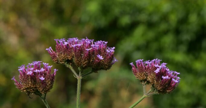 Blossoms swaying in the wind, Purpletop vervain (Verbena bonariensis), Burgstemmen, Nordstemmen, Lower Saxony, Germany