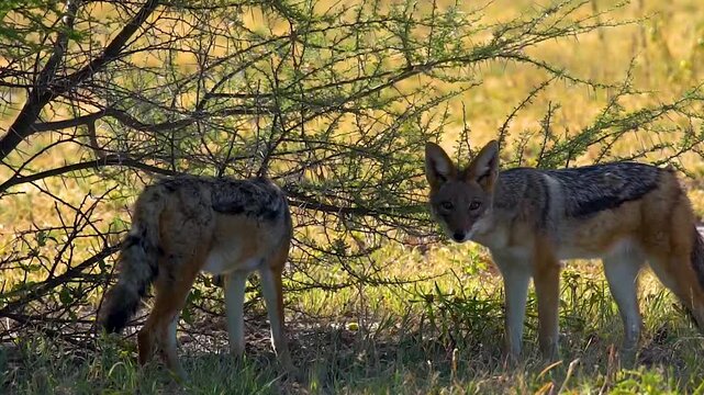 Black-backed jackal (Lupulella mesomelas) Jackals in Nxai Pan National Park, Botswana