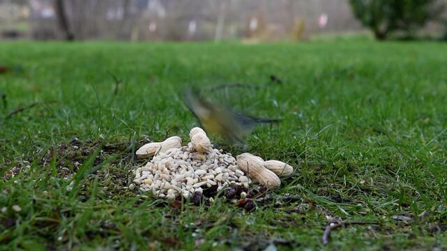Blue tits (cyanistes caeruleus), great tits (parus major), european robin (Erithacus rubecula) eat peanuts on the meadow, Germany