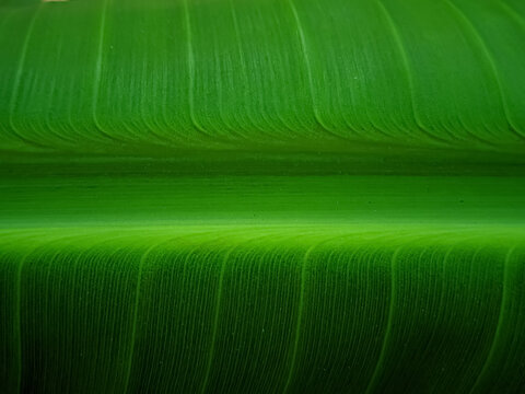 Macro close-up of a fresh green banana leaf texture showing natural parallel veins and midrib, organic abstract background.