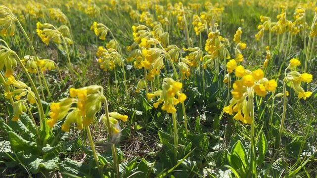Cowslip (Primula veris) on a meadow in Ystad, Scania, Sweden, Scandinavia