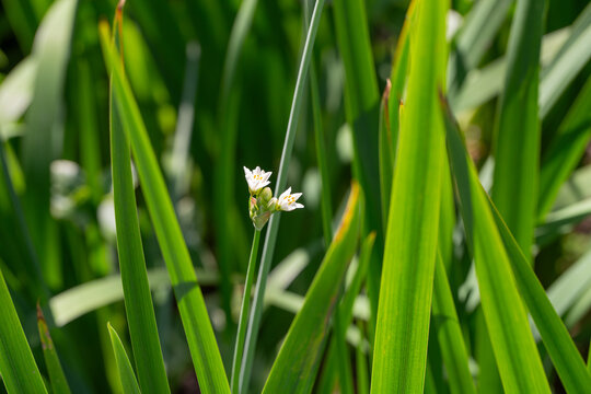Nothoscordum Gracile, False Garlic, False Garlic, Perennial Herb, Found in South Coast Ranges of California Green Background Flower
