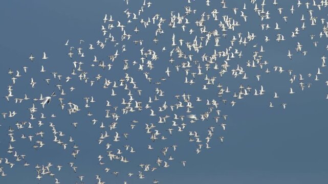 Black-tailed Godwit, Limosa limosa, birds in flight over Marshes, Devon, England, United Kingdom