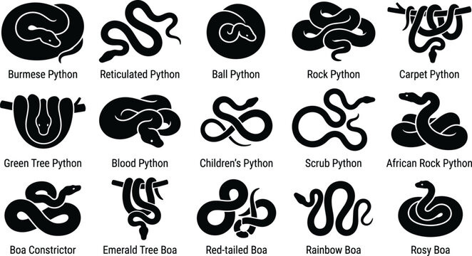 Black python boa species collection silhouette icons Burmese reticulated ball rock carpet green tree blood set editable vector illustration art