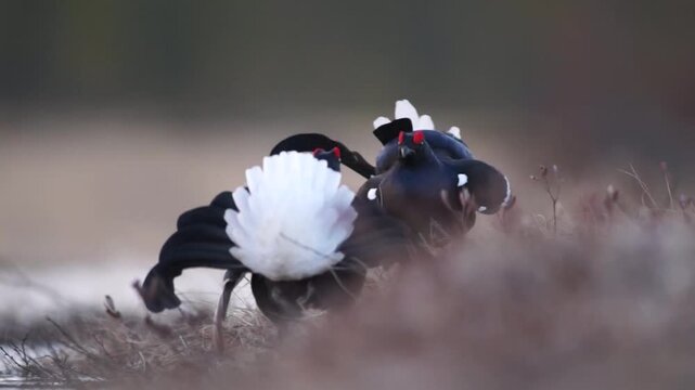 Video Black Grouse (Tetrao tetrix), male, courtship, Finland
