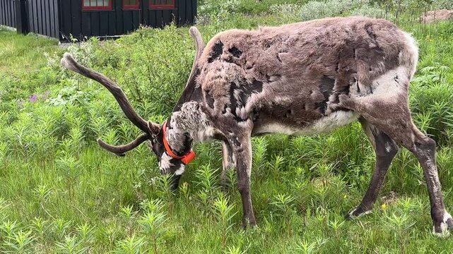A reindeer with antlers in a summer landscape, Maurvangen, Gjendersheim, Jotunheimen, Norway