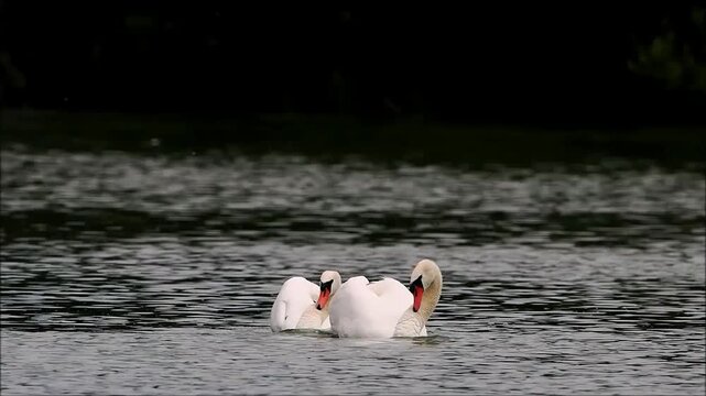 Mute swans (Cygnus olor), mating, Hesse, Germany