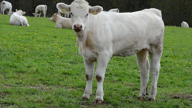 Charolais cattle on pasture in southern Scania, Sweden, Scandinavia