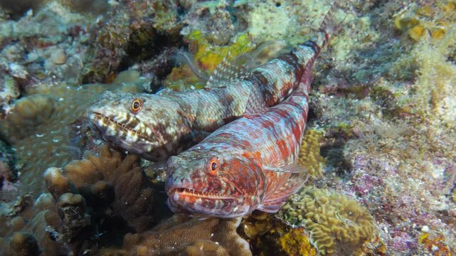Pair of reef lizardfish (Synodus variegatus), Bohol, Philippines