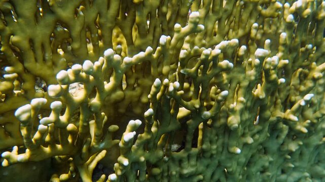 Close-up of grid fire coral (Millepora dichotoma) underwater with detailed structures, Mangrove Bay, El Quesier, Egypt