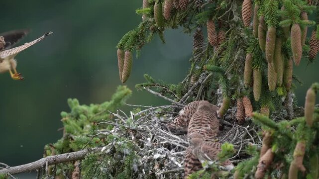 Kestrel (Falco tinnunculus), young birds not yet able to fly in the nest, Rhineland-Palatinate, Germany