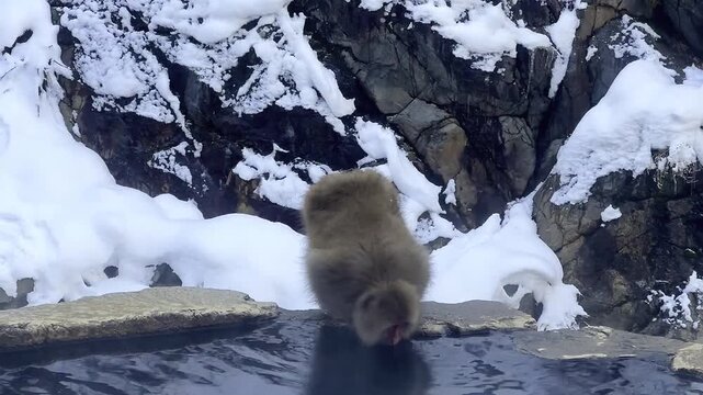 A single monkey kneels close to the water while its image is reflected in the water, winter, snow, Jigokudani Yaen Koen, Snow Monkey Park, Japanese macaques, snow, Yamanochi, Nagano, Japan