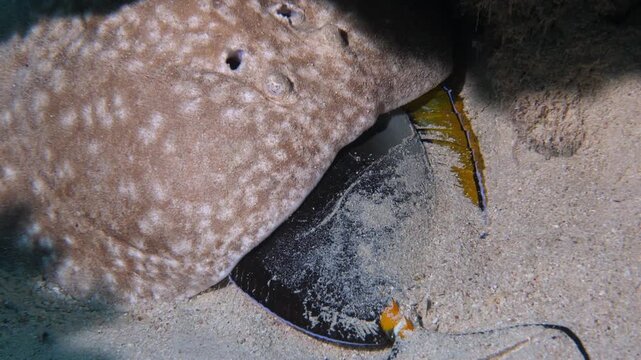Scalloped-fronted electric ray (Torpedo panthera) eating a surgeonfish, Mangrove Bay house reef, El Quesier, Egypt