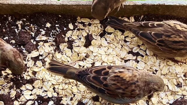 House sparrows and tree sparrows eat oatmeal in a balcony box in Ystad, Scania, Sweden, Scandinavia