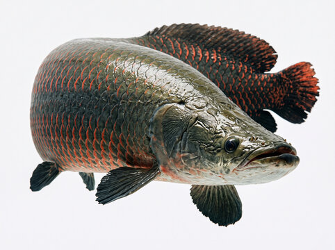 Large Freshwater Predatory Fish CloseUp.