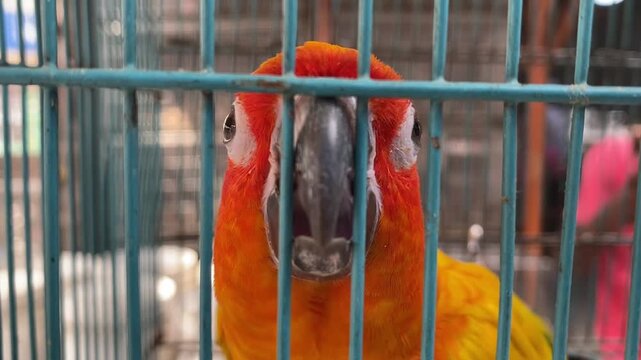 Vibrant Sun Conure Parrot Looking Through Cage Bars Close-Up