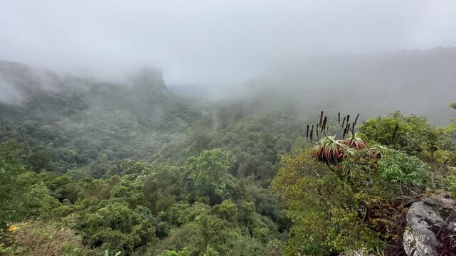 Clouds move across the Graskop Gorge, tree aloe (Aloe arborescens) grows on rocks, view from the plateau to the Graskop Gorge with dense forest, Mpumalanga, South Africa