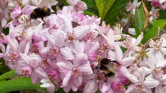 Kolkwitzia or Lovely Linnaea amabilis (Kolkwitzia amabilis 'Rosea') with nectar-collecting bumblebees in Ystad, Sk&aring;ne County, Sweden, Scandinavia