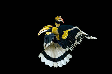Male and female Great Hornbills (Buceros bicornis) flying together in mid-flight isolated on black background. High-quality wildlife action photography. © manoch
