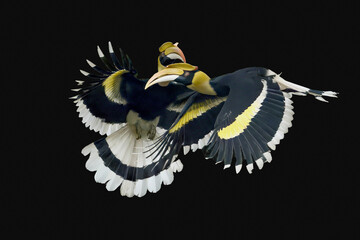 Male and female Great Hornbills (Buceros bicornis) flying together in mid-flight isolated on black background. High-quality wildlife action photography. © manoch