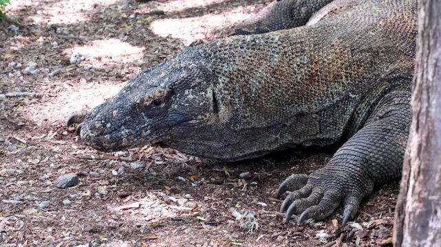 Komodo dragon Varanus komodoensis with slow head and eye movement on Komodo Island, East Nusa Tenggara Indonesia
