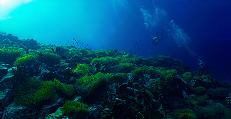 Underwater photo of dreamlike and beautiful anemone Reef with light. From a scuba dive off the coast of the island Koh Tao in the Gulf of Thailand. © Johan