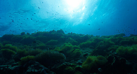 Underwater photo of dreamlike and beautiful anemone Reef with light. From a scuba dive off the coast of the island Koh Tao in the Gulf of Thailand. © Johan
