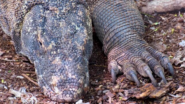 Closeup large Komodo dragon Varanus komodoensis resting with big sharp claws Komodo Island, East Nusa Tenggara Indonesia