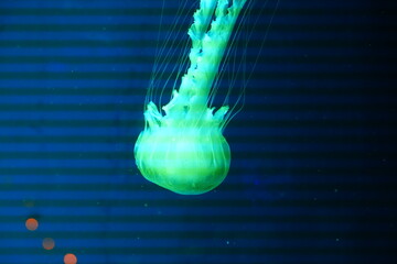 Mesmerizing Green Jellyfish Swimming in Deep Blue Water © Jimmy