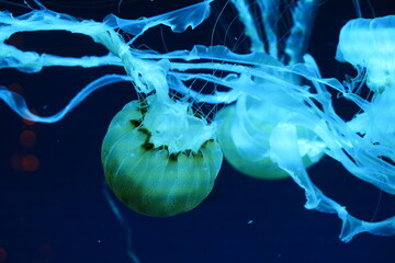 Graceful Spotted Jellyfish in Deep Blue Water © Jimmy