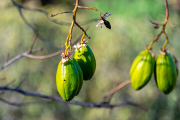 Yellow Kapok Tree in Northern Territory - Australia © Adwo