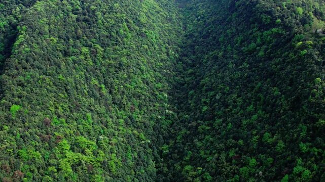 Aerial view of lush green forest covering steep mountain slopes in a deep valley