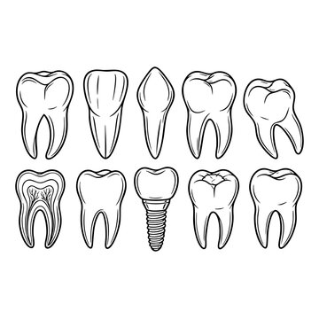 set of tooth