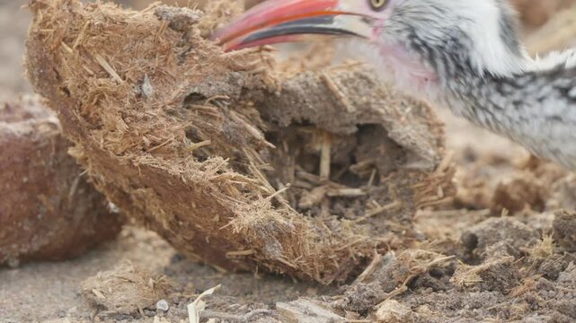 Southern red billed hornbill forages at a termite mound in Kruger National Park. Slow motion close up shows the colourful beak picking termites and probing dry soil in African savanna.