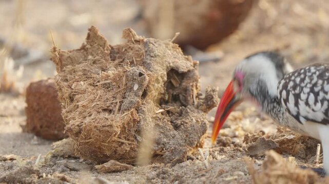 Southern red billed hornbill frantically pecks a termite mound while foraging on sandy ground in Kruger National Park, South Africa. Close wildlife behavior in African savanna habitat.