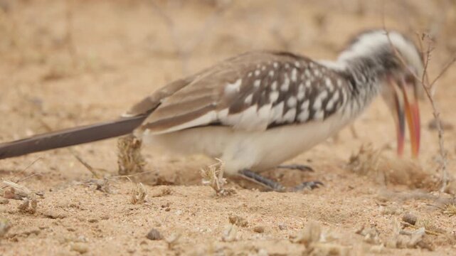 Southern red billed hornbill forages in sandy soil, close up slow motion as it scans around then uses its beak to sift for insects and seeds in Kruger National Park South Africa.