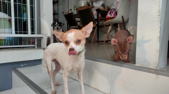 Cute Small Chihuahua Dogs Standing and Walking on Porch Steps at Home, Small Pet Dog Video