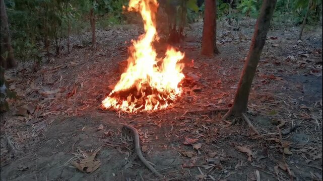 Campfire Burning Brightly on Dry Fallen Leaves in Woodland Forest