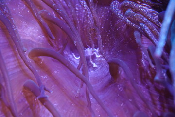 Vibrant purple sea anemone marine life macro © Jimmy