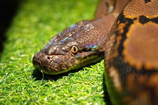 Close Up of a Striking Python Snake on Green Grass